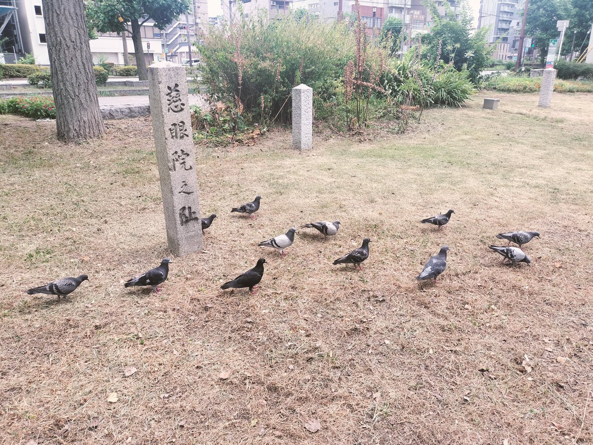 nijo_mmm's tweet photo. 次に櫛屋町の戎公園へ。実はここは小西家と姻戚関係を結んだ日比屋家の屋敷跡なんです！ザビエルを迎えた日比屋了桂の話がそこら中で碑になっており、ｴ!?了桂さん人気者！！？🤩とテンション爆上がり👆👆👆
日比屋邸は当時に珍しく三階建てで海からもよく見えたでしょうね…！あと鳩が一杯いました🕊️ https://t.co/vhtWhk56Ku