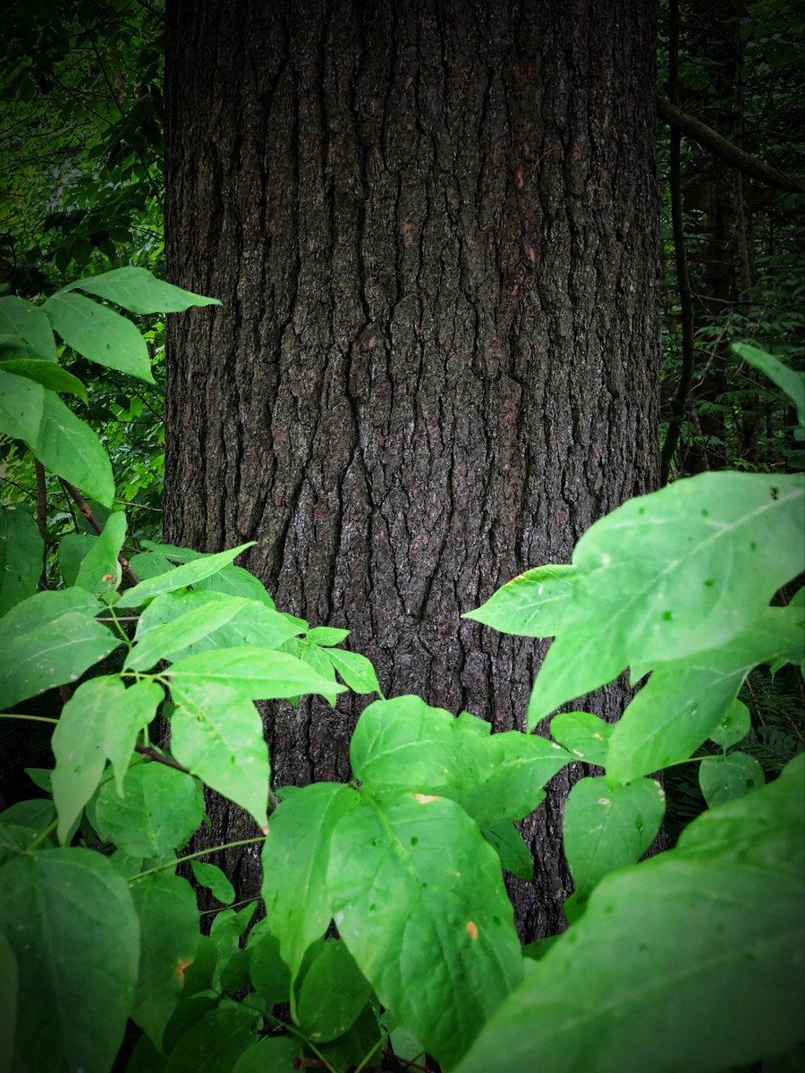 MicRic290's tweet photo. |🇺🇸 Craftsbury, Vermont
#ThickTrunkTuesday #TallTreeTuesday #TuesdayTrails #NatureBeauty #naturephotos #nature #OnTheTrail #IntoTheWoods https://t.co/wwDUcc3BVd