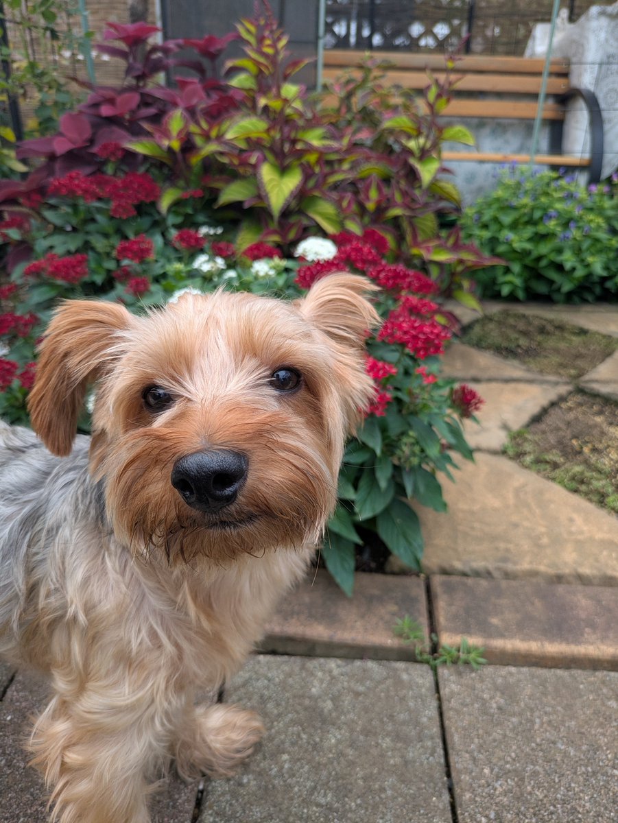 YorkieHaTundel's tweet photo. お花ー
今日は散歩コースは涼しいねー
#ヨーキー https://t.co/Xyxrs2eT4h
