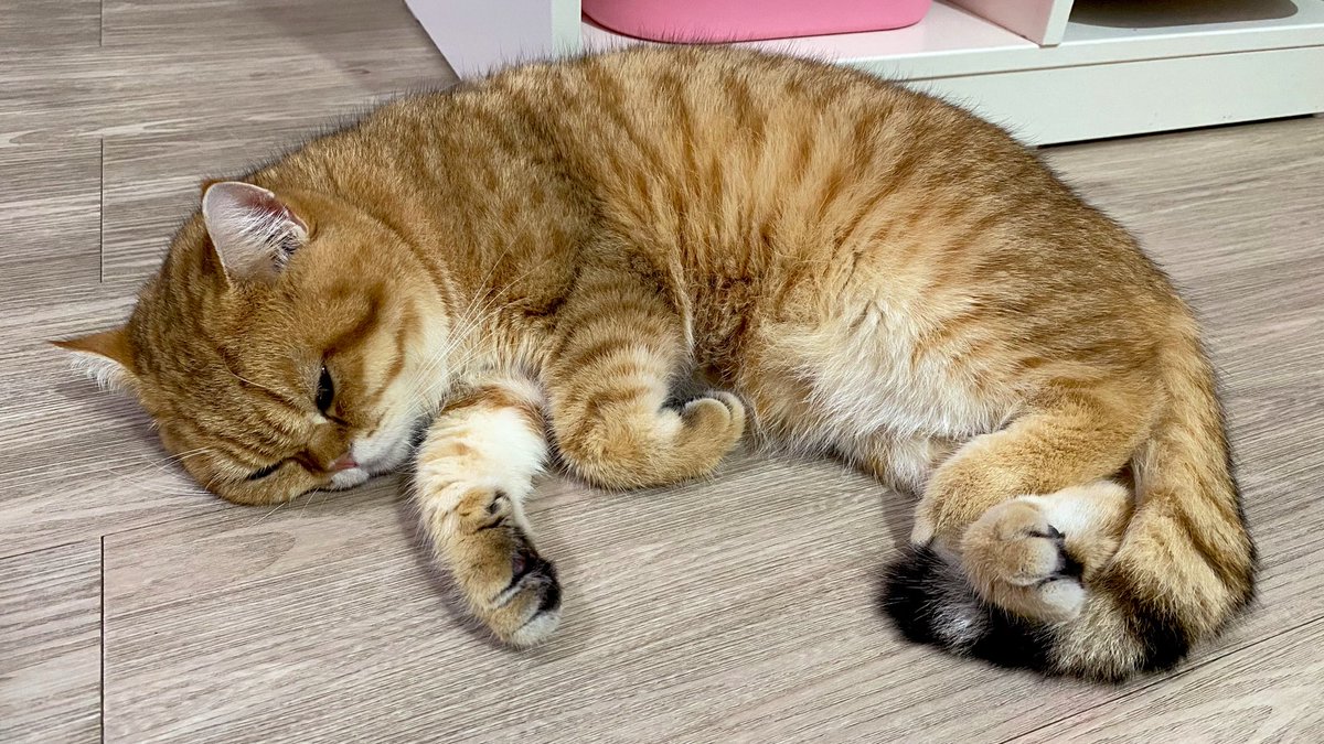 SeliaAisnith's tweet photo. Mango https://t.co/9y41hLSEoE