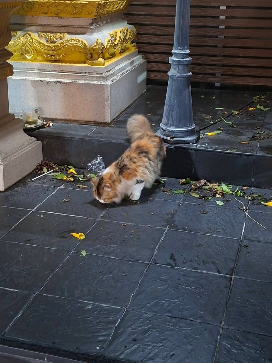 Kerymai_'s tweet photo. น้องไม่น่าใช่แมวจร ลุคคุณหนูมาก ใครทำแมวหาย พิกัด Home พระราม 5 https://t.co/Y65FVcCOpd