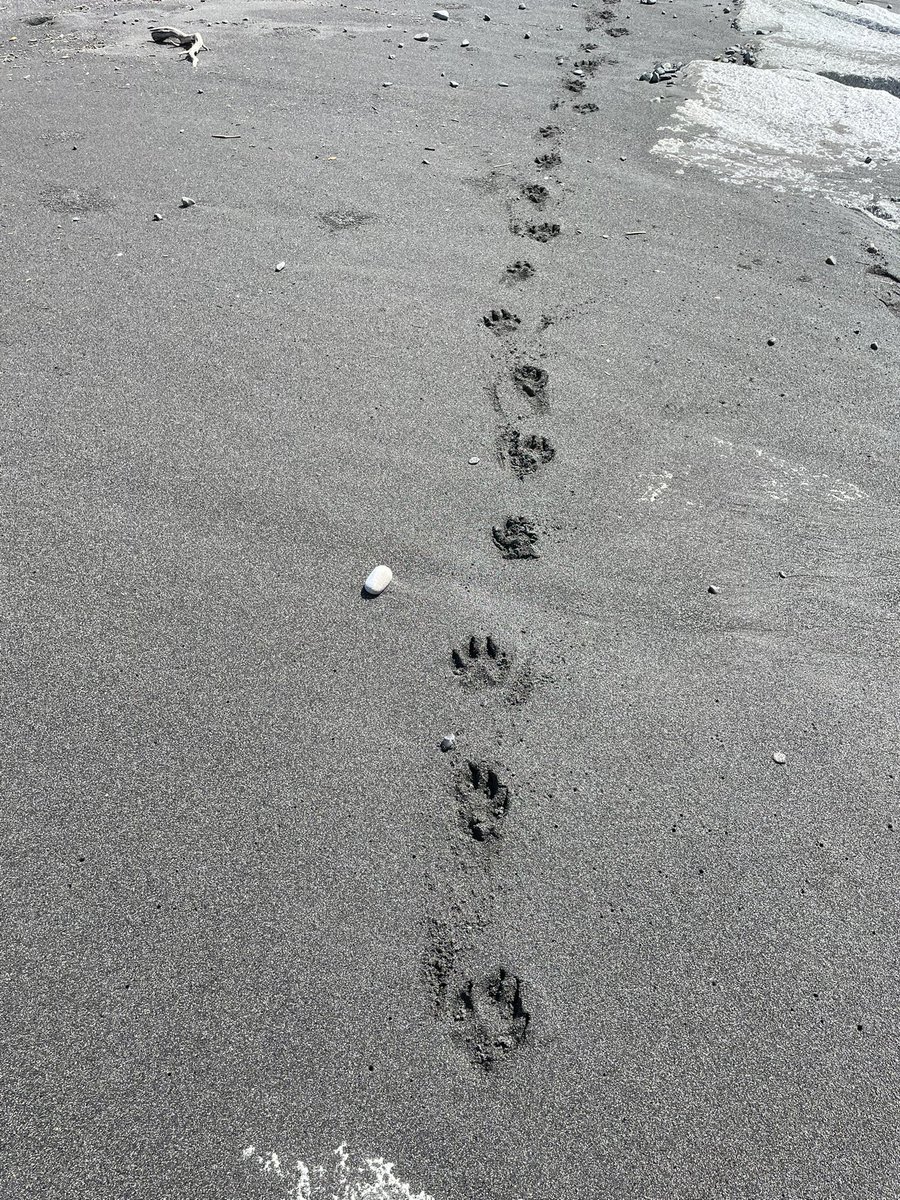 go_choux_deer's tweet photo. 海岸のお散歩あしあと https://t.co/4HXvzbgWVX