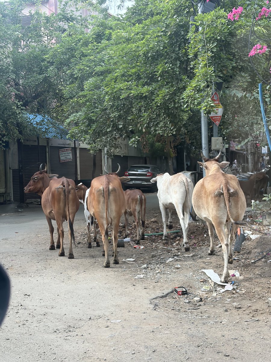 zaid_omar's tweet photo. @VijayAnban_offl @mdu_corp @Collector_MDU @CMOTamilnadu @VijayAnban_offl 

Urgent action needed on 9th Main Road, KK Nagar, Madurai. Stray cattle and dogs are creating a serious safety hazard for residents and motorists.

Pls intervene and ensure immediate action. #CleanMadurai https://t.co/peyfNV08LS
