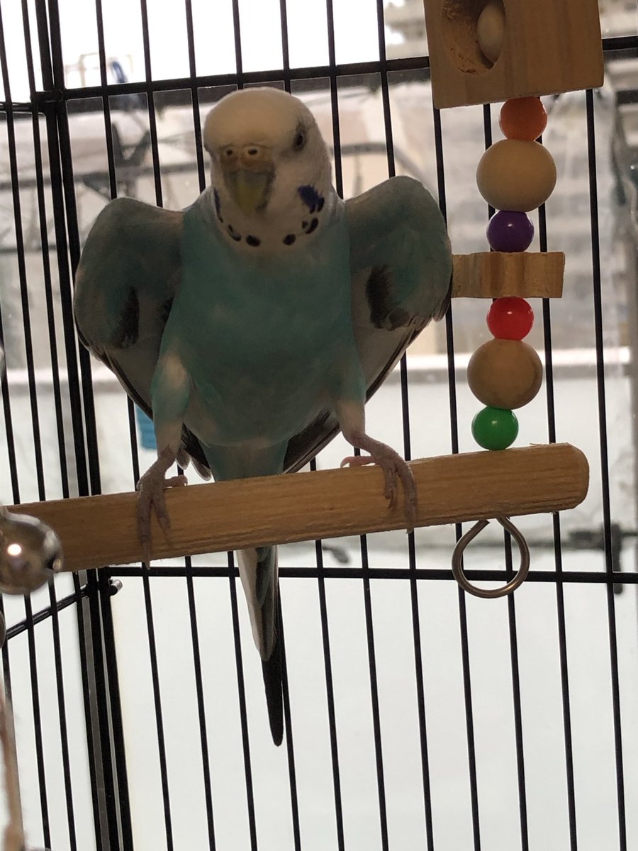hachixco's tweet photo. ひと仕事終えた後のクーちゃん🦜

お疲れ様でございます。 https://t.co/dZikzmaqw6