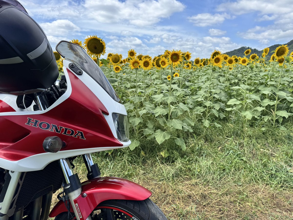 ryuok67's tweet photo. メッチャ綺麗やん🌻
綾部なう^_^ https://t.co/LVSMJhog1w