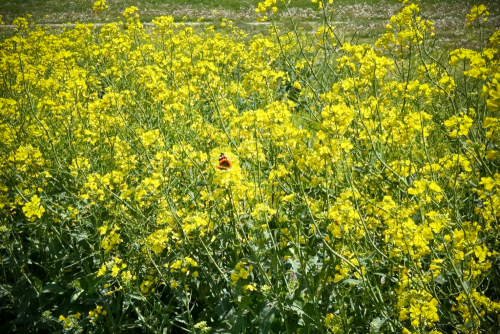 newswise's tweet photo. How Winter #Canola Could Profit Illinois #Farmers, Improve Sustainability
@ACESIllinois

https://t.co/zMW3mt6FLB https://t.co/GQv7jeqYNs