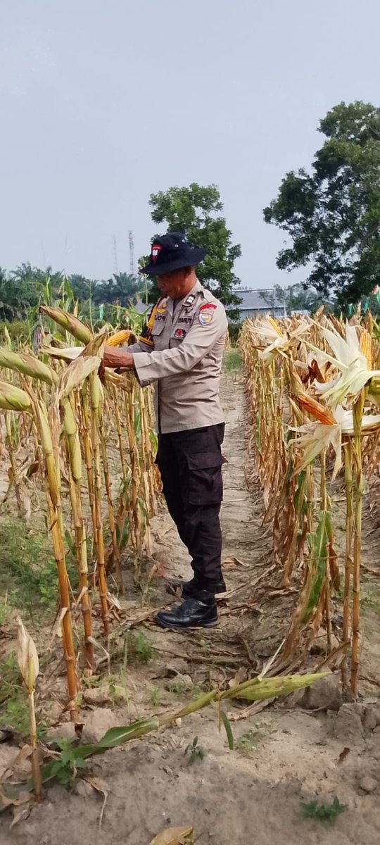 standbay21's tweet photo. Bhabinkamtibmas Kampung Sialang Baru Aiptu Turmudi Polsek Lubuk Dalam Polres Siak Polda Riau bersama PPL Pertanian Cek tanaman jagung pipil tahap pengupasan kulit jagung untuk mendapatkan hasil yang maksimal.
#ketahananpangan  #swasembadapangannasional #bidhumaspoldariau https://t.co/uwFUFXzwyp