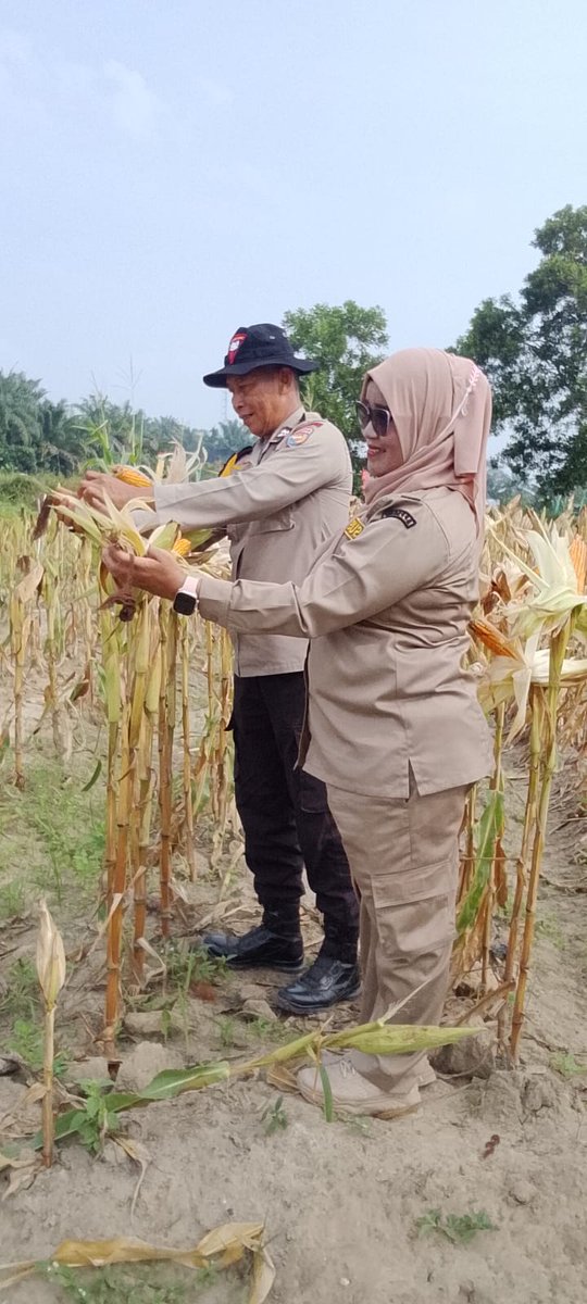standbay21's tweet photo. Bhabinkamtibmas Kampung Sialang Baru Aiptu Turmudi Polsek Lubuk Dalam Polres Siak Polda Riau bersama PPL Pertanian Cek tanaman jagung pipil tahap pengupasan kulit jagung untuk mendapatkan hasil yang maksimal.
#ketahananpangan  #swasembadapangannasional #bidhumaspoldariau https://t.co/uwFUFXzwyp