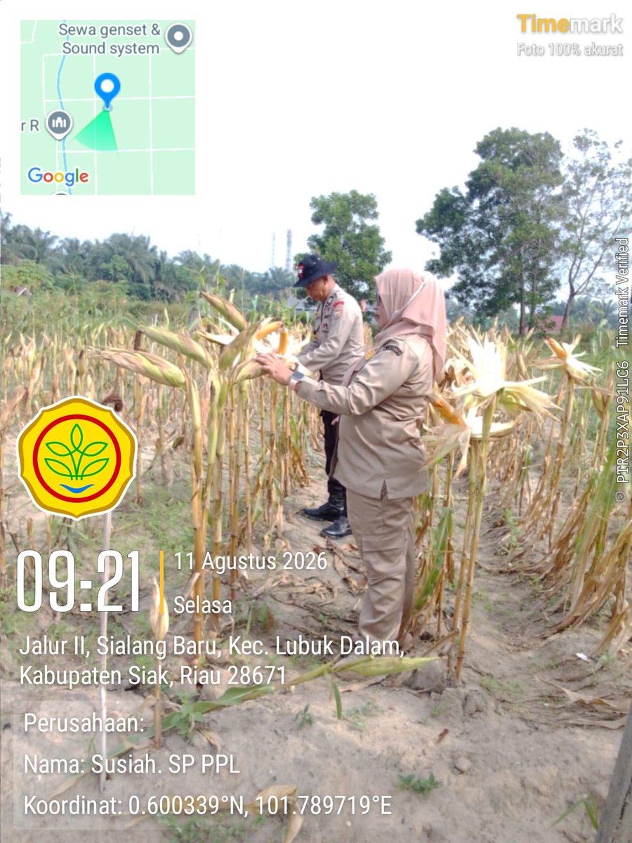 standbay21's tweet photo. Bhabinkamtibmas Kampung Sialang Baru Aiptu Turmudi Polsek Lubuk Dalam Polres Siak Polda Riau bersama PPL Pertanian Cek tanaman jagung pipil tahap pengupasan kulit jagung untuk mendapatkan hasil yang maksimal.
#ketahananpangan  #swasembadapangannasional #bidhumaspoldariau https://t.co/uwFUFXzwyp