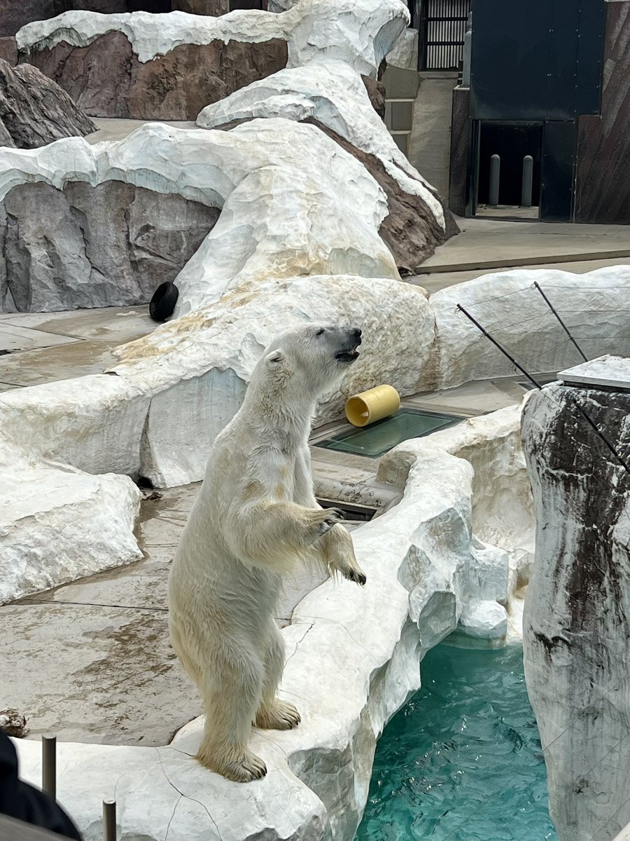 SweetXiang's tweet photo. イコロの上手な立っち🐻‍❄️
ホッキョクグマは立っちが本当に上手✨✨
📷2026.7

#イコロ
#ホッキョクグマ
#上野動物園 https://t.co/x4abNfew6o