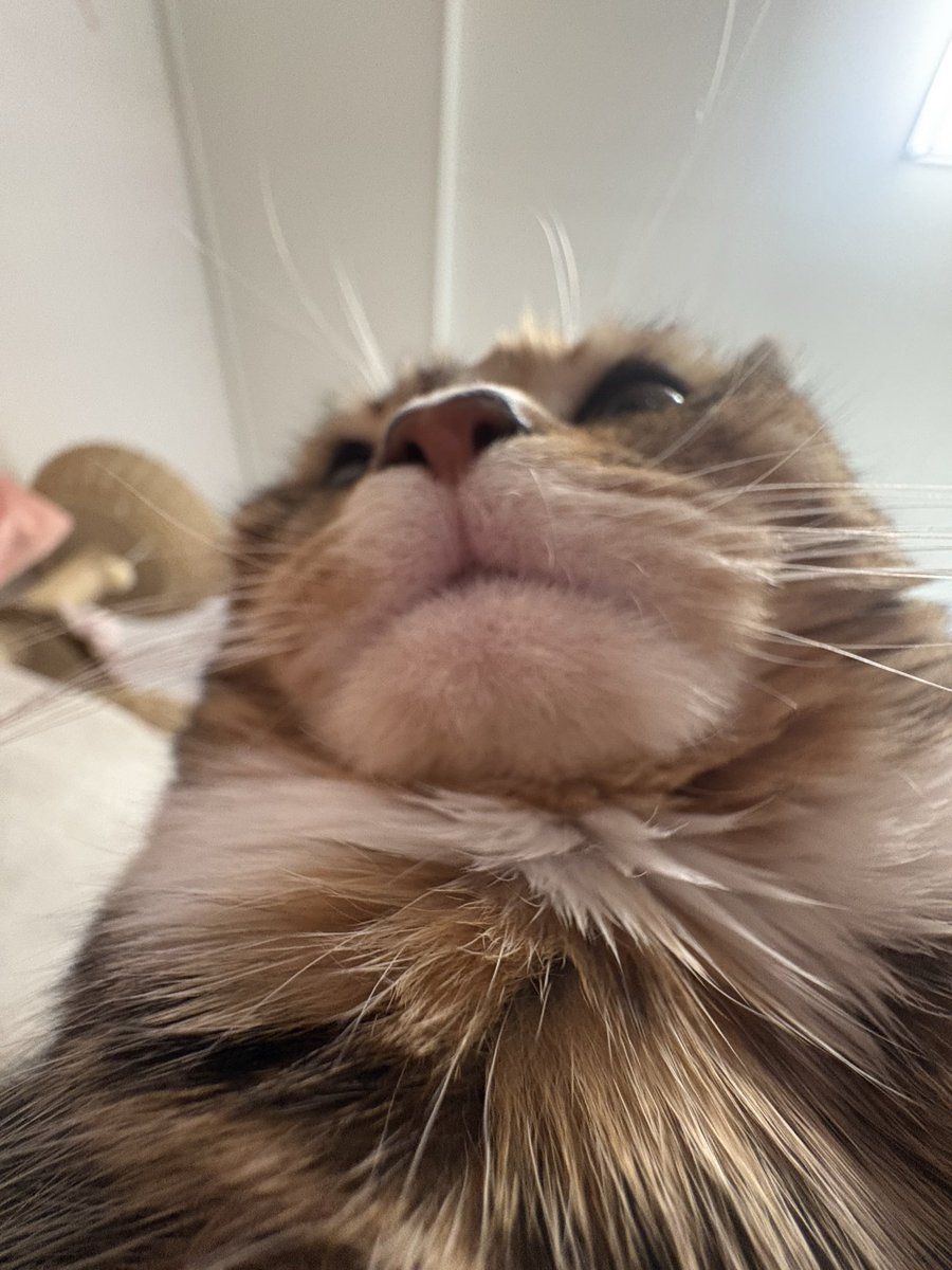 AutumnKimcat's tweet photo. https://t.co/hfzjT4YRtM