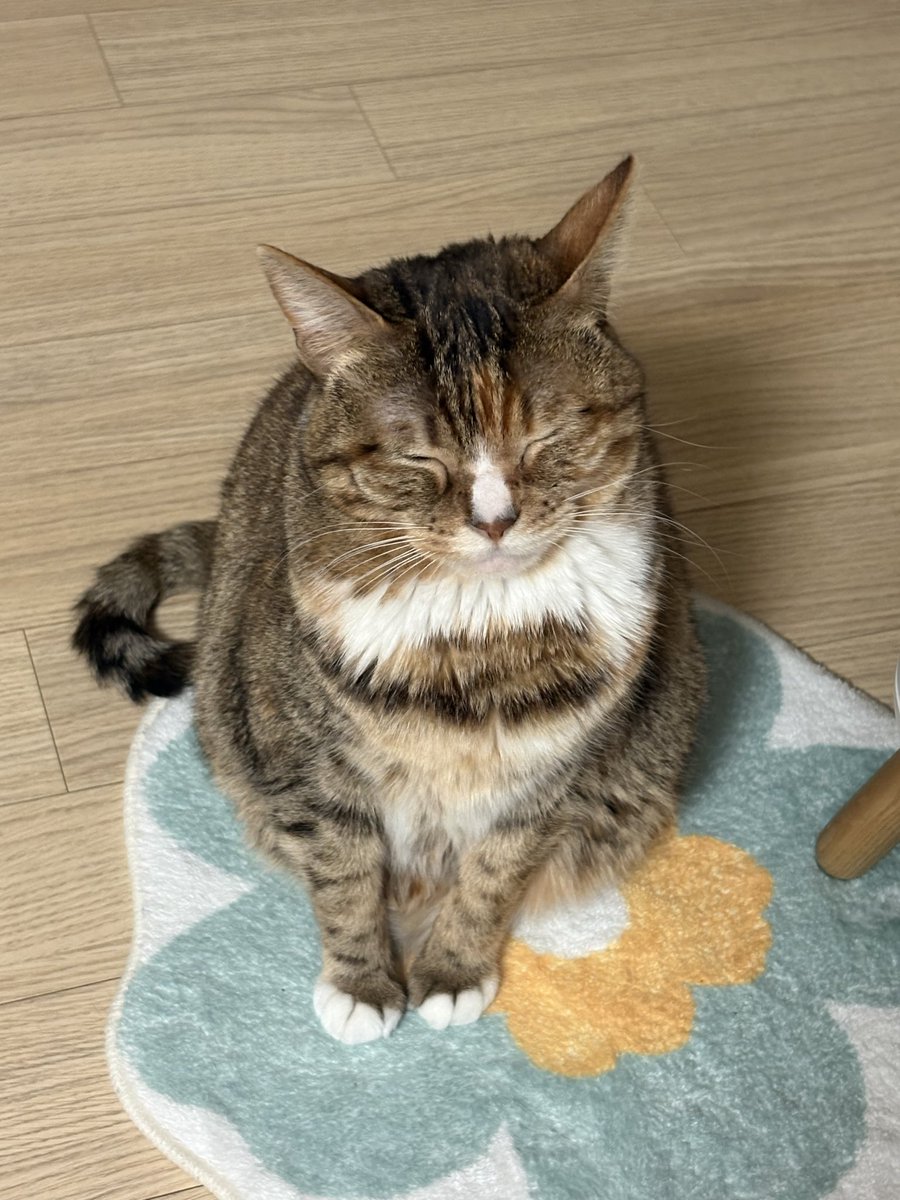 AutumnKimcat's tweet photo. https://t.co/hfzjT4YRtM