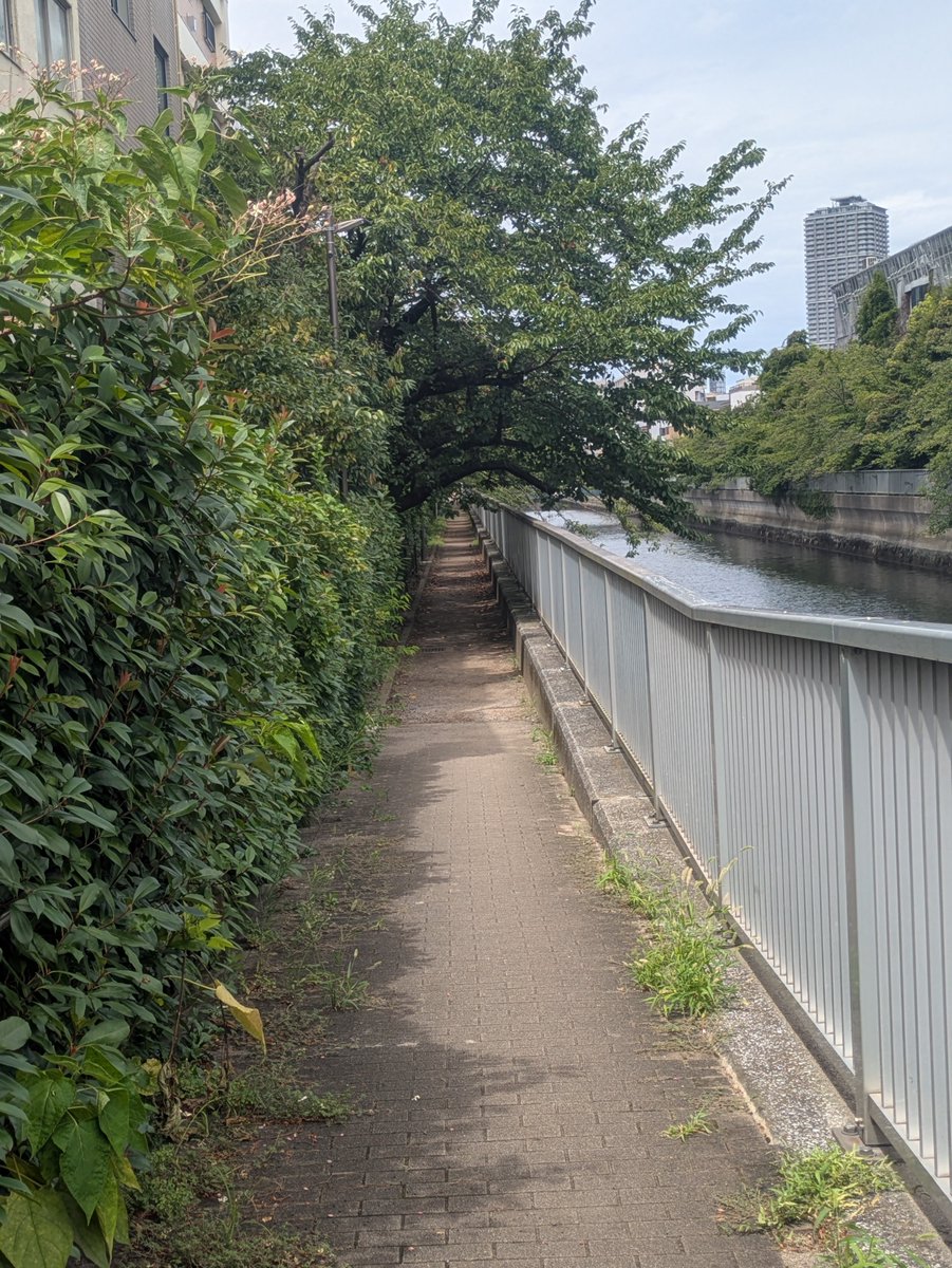 FERRET0525's tweet photo. 川風が気持ちいい　緑のトンネル https://t.co/KefODtsYzs