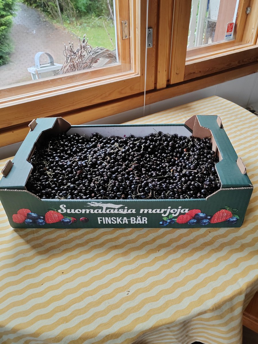 ElseKruskopf's tweet photo. Hyvää huomenta tiistaipäivää. Ostin suosikkimarjojani. Olen päättänyt, että lisään marjojen syöntiä talvella👍 Mustaherukka on puutarhamarjojen C-vitamiinikuningas👑 Illalla lauluharkat niin torstaina raikaa🎶😊 #Finland #Helsinki #blackcurrant #StandWithUkraine️ https://t.co/jP2EnFEJ6t