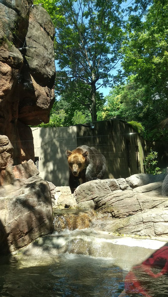 kumachan118's tweet photo. 2025.4.29
#上野動物園 #ポン
#思い出の動物園

人生には
2度と戻れない至福の場所がある

空の青と
木々の緑と
ポンの笑顔

そこは
1年3ヶ月前という場所 https://t.co/3F78bFkx0G