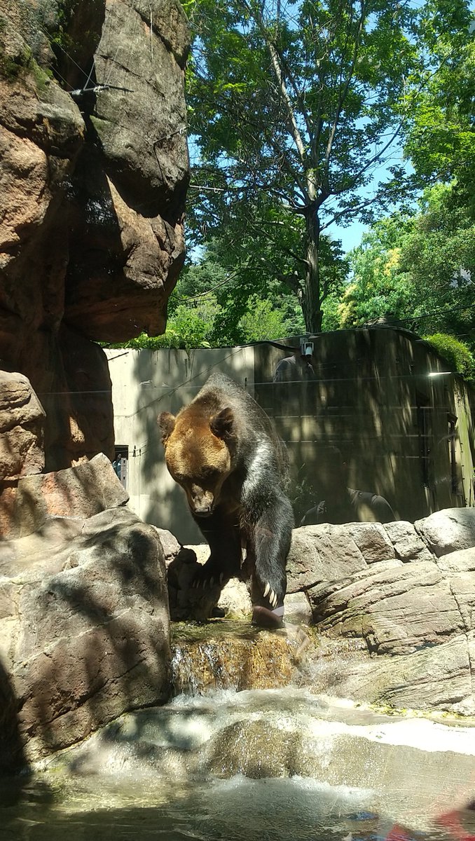 kumachan118's tweet photo. 2025.4.29
#上野動物園 #ポン
#思い出の動物園

人生には
2度と戻れない至福の場所がある

空の青と
木々の緑と
ポンの笑顔

そこは
1年3ヶ月前という場所 https://t.co/3F78bFkx0G