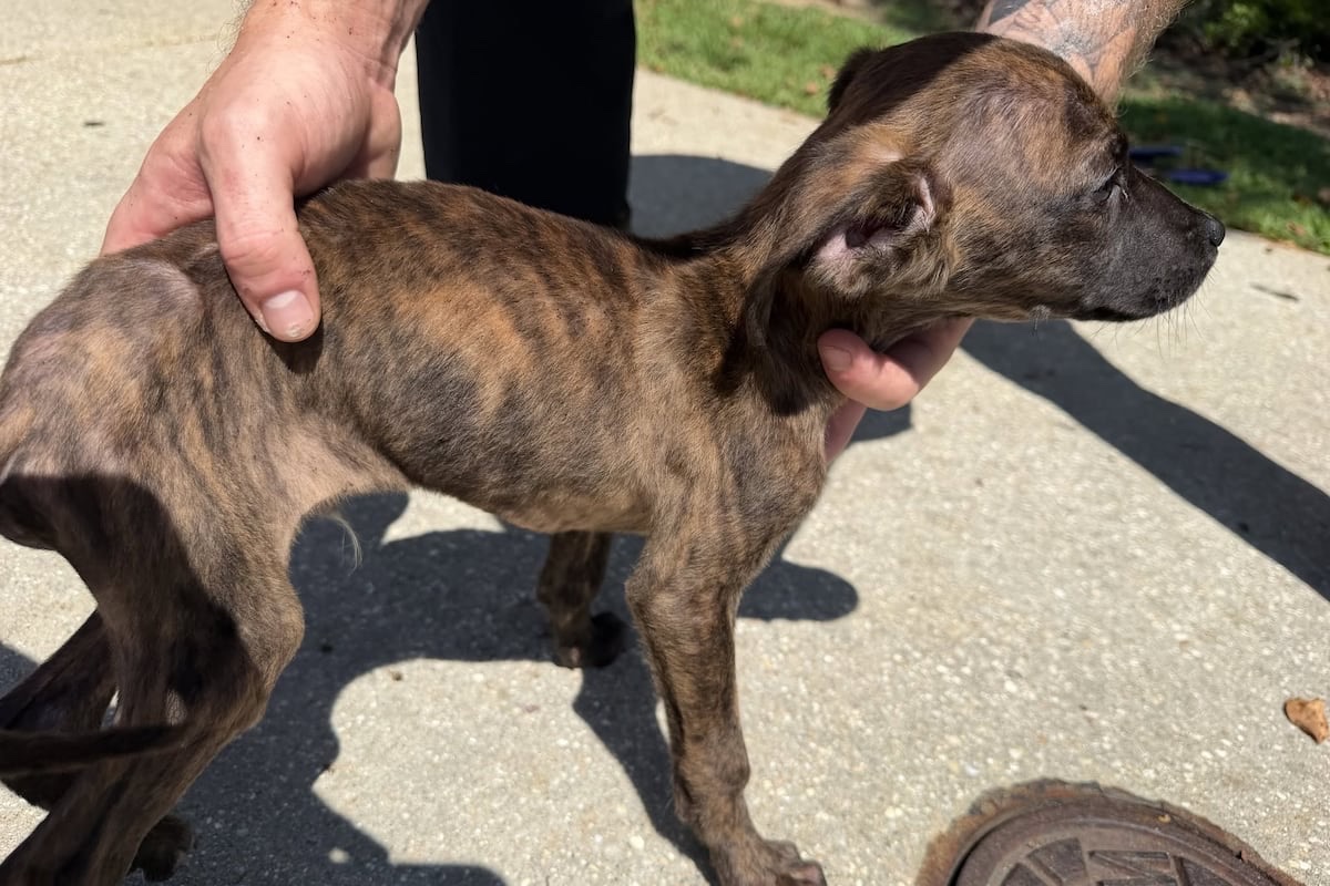 TheRealMadOx's tweet photo. Brandi Heathco locked two dogs in a filthy apartment in Daphne, Alabama and left them to starve.

On August 4 officers found the animals extremely malnourished and living in deplorable conditions. One was trapped in a kennel inside a closed bedroom. Both are now in veterinary care fighting multiple serious medical problems.

She is charged with animal cruelty.

This is pure neglect and cruelty. Dogs do not choose their owners. They trust the people who are supposed to feed them and keep them safe. Leaving them locked up and wasting away is evil. Full stop.

Good on Daphne Police and Animal Control for pulling these dogs out. Now make the charge stick.

H/t @WKRG and Daphne PD