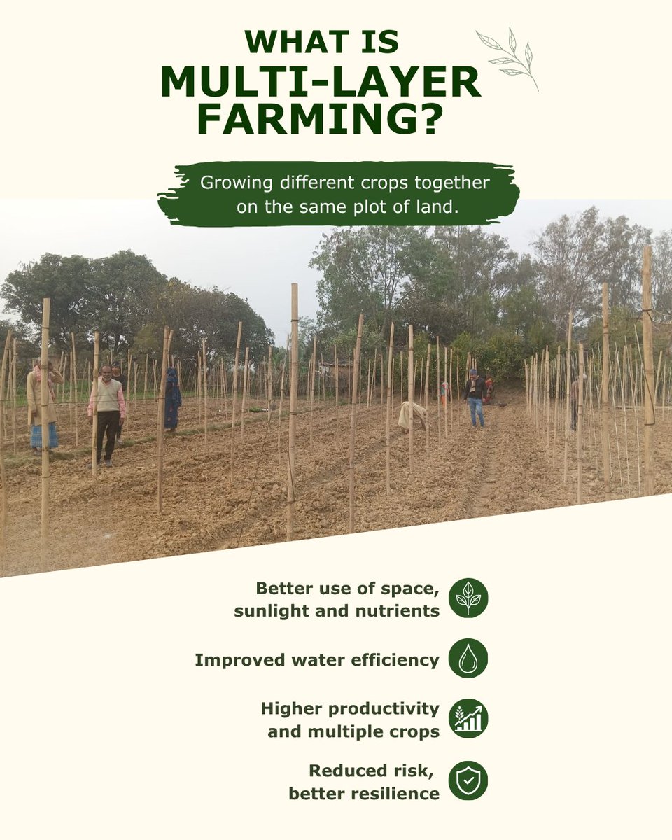 smsehgalfdn's tweet photo. Project Udaan helps Sonbhadra by @JohnDeere India Pvt. Ltd. &amp; #SMSF farmers adopt multi-layer #farming. Kusum earned ₹32,750 from 0.09 acres in 5 months, vs ₹7,500 annually earlier, while growing diverse crops for food &amp; income. #RuralDevelopment #SustainableAgriculture #Women https://t.co/DEd9Syi8NA