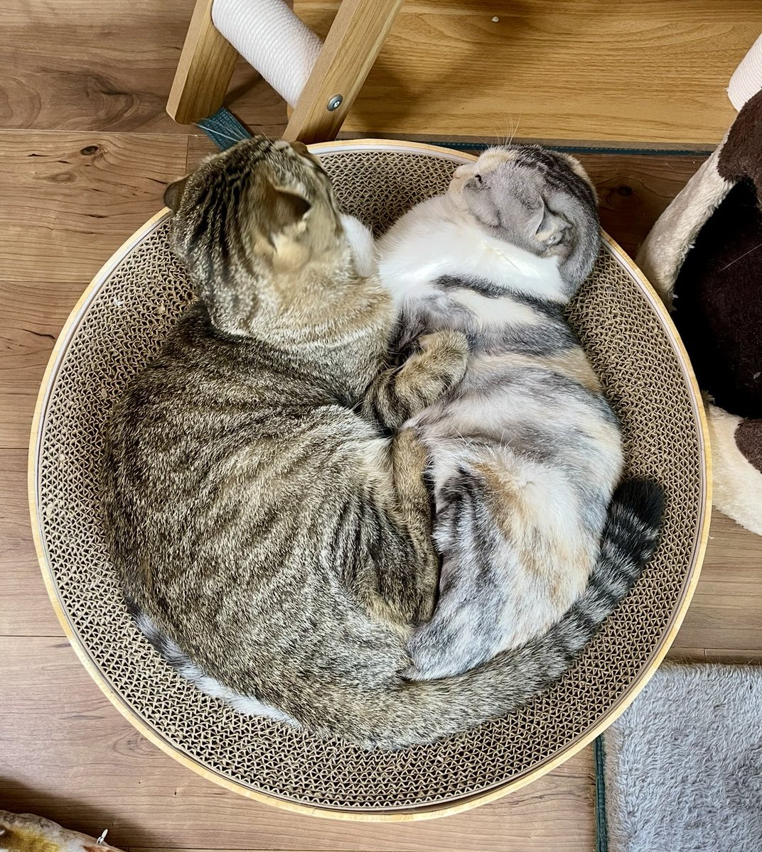 neccobucho's tweet photo. ←  これが　　　　　　　　　　　こう  → https://t.co/oXrn7WjjKU