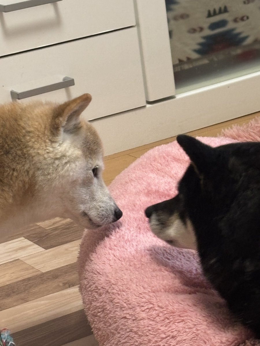kaedemaru6's tweet photo. ピンクは私のベッドじゃないの💢
弟を威嚇した後に、父ちゃんになんとかしろと訴える桃ちゃん😂 https://t.co/Jngtbn2pRd