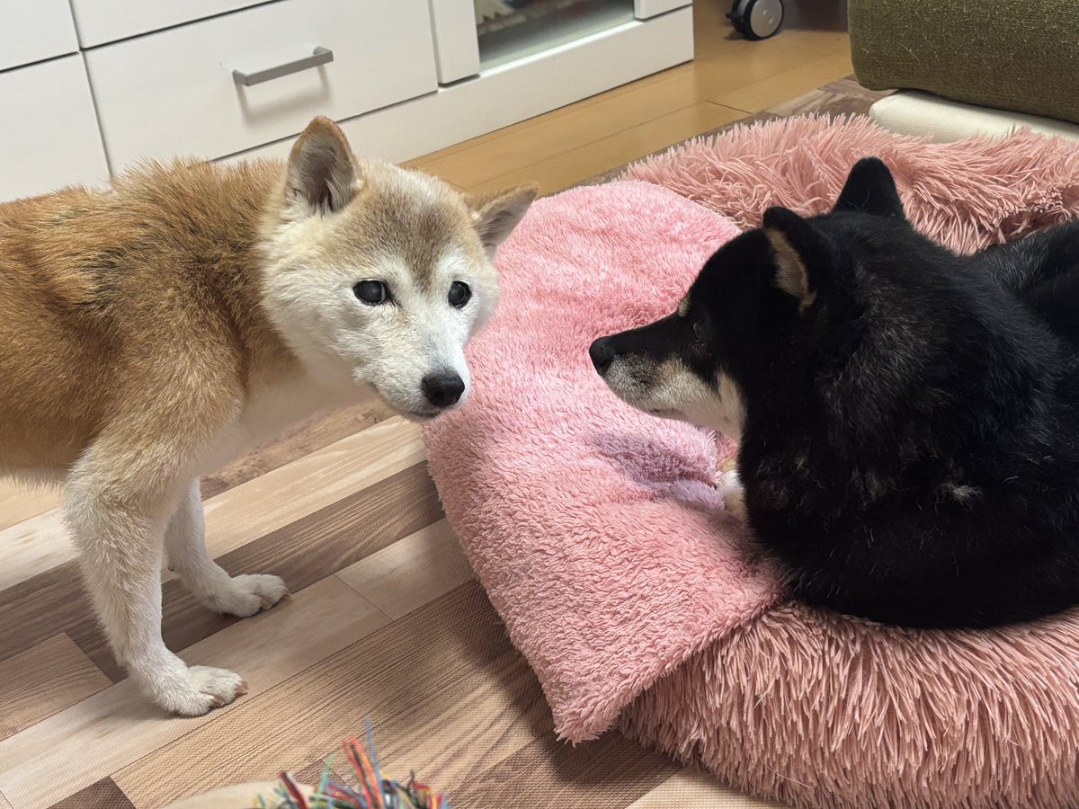 kaedemaru6's tweet photo. ピンクは私のベッドじゃないの💢
弟を威嚇した後に、父ちゃんになんとかしろと訴える桃ちゃん😂 https://t.co/Jngtbn2pRd