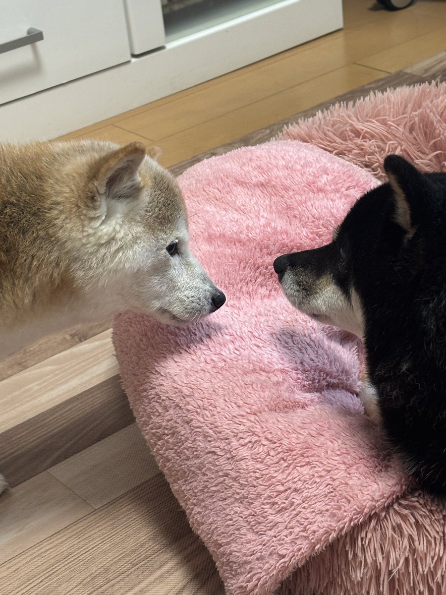 kaedemaru6's tweet photo. ピンクは私のベッドじゃないの💢
弟を威嚇した後に、父ちゃんになんとかしろと訴える桃ちゃん😂 https://t.co/Jngtbn2pRd
