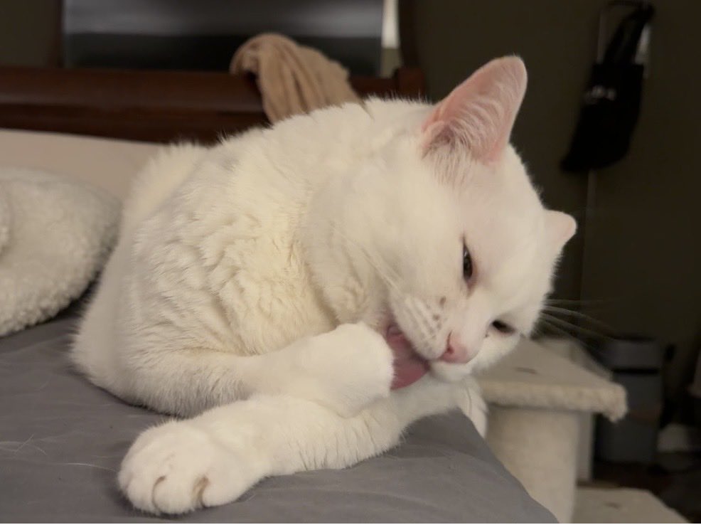 shepzkc's tweet photo. #cats #catsofx #xcats #catsonx #tongueouttuesday #toebeantuesday #tunatuesday ๐ฉท๐คHayla: ~ for some reason I want to sing to the melody Silver & Gold (Burl Ivesโ๏ธ) Peets & feets poots & foots. Everyone wishes for clean beans ๐พ๐พ https://t.co/Vj5IGB8IKL