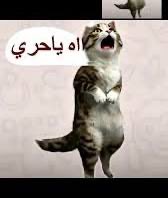 KING_ALSHEHRI01's tweet photo. @RSR_121 🤣🤣🤣🤣🤣🤣🤣🤣🤣 https://t.co/2wibVIu6g5