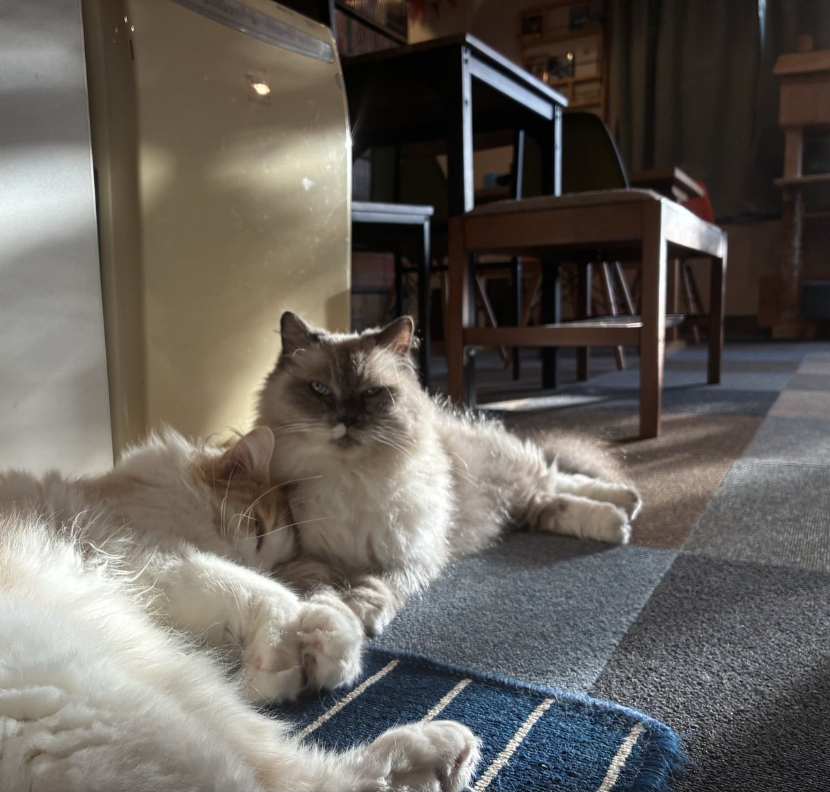 CatCafeMiaw's tweet photo. こいつの面倒、オイラがみるんスか？みたいな顔しながら結局甲斐甲斐しくお世話するくらのすけ https://t.co/9l4qqxK9NF
