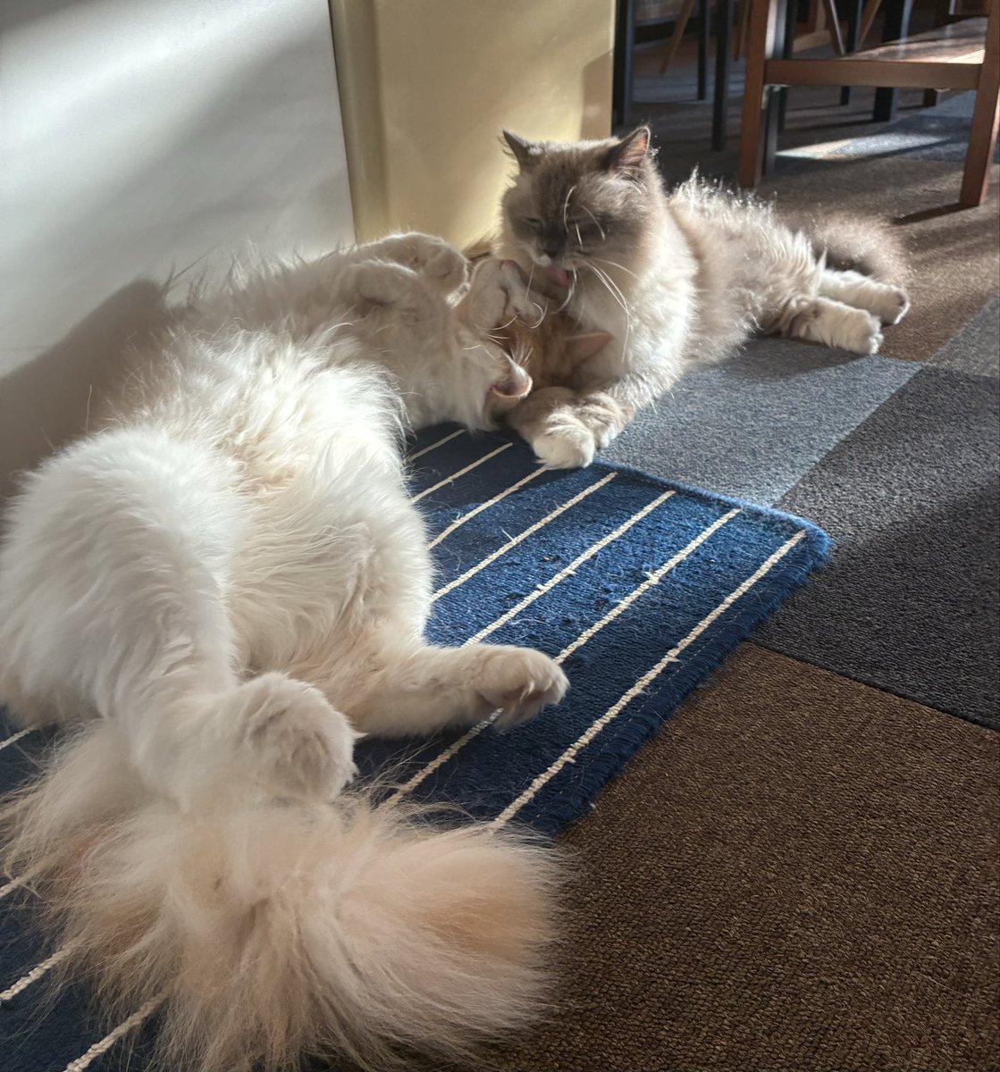 CatCafeMiaw's tweet photo. こいつの面倒、オイラがみるんスか？みたいな顔しながら結局甲斐甲斐しくお世話するくらのすけ https://t.co/9l4qqxK9NF