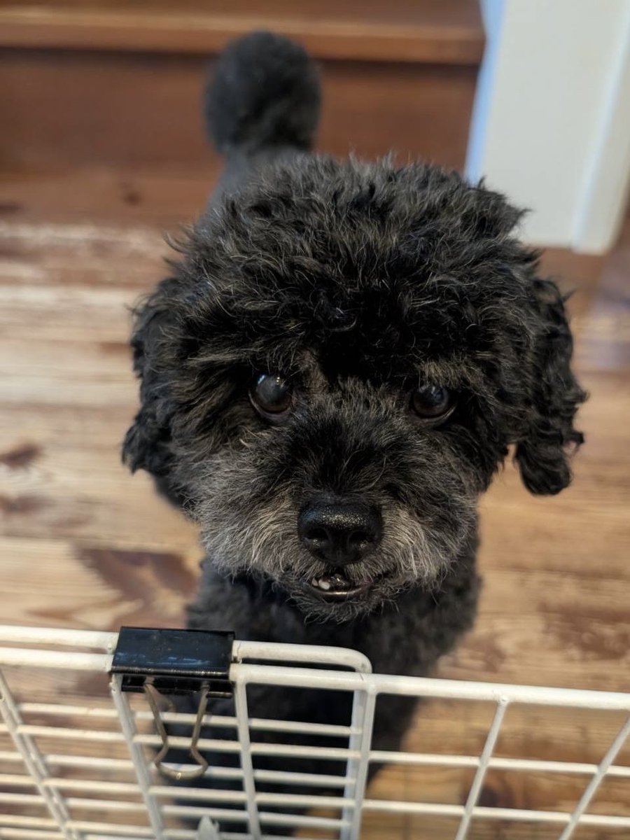 uca_0408's tweet photo. Happy 11th birthday！
相変わらずベビーフェイスなルーク♡
誕生日プレゼント…🍎

#トイプードル #toypoodle #甥っ犬 https://t.co/8dR9ckJdbw