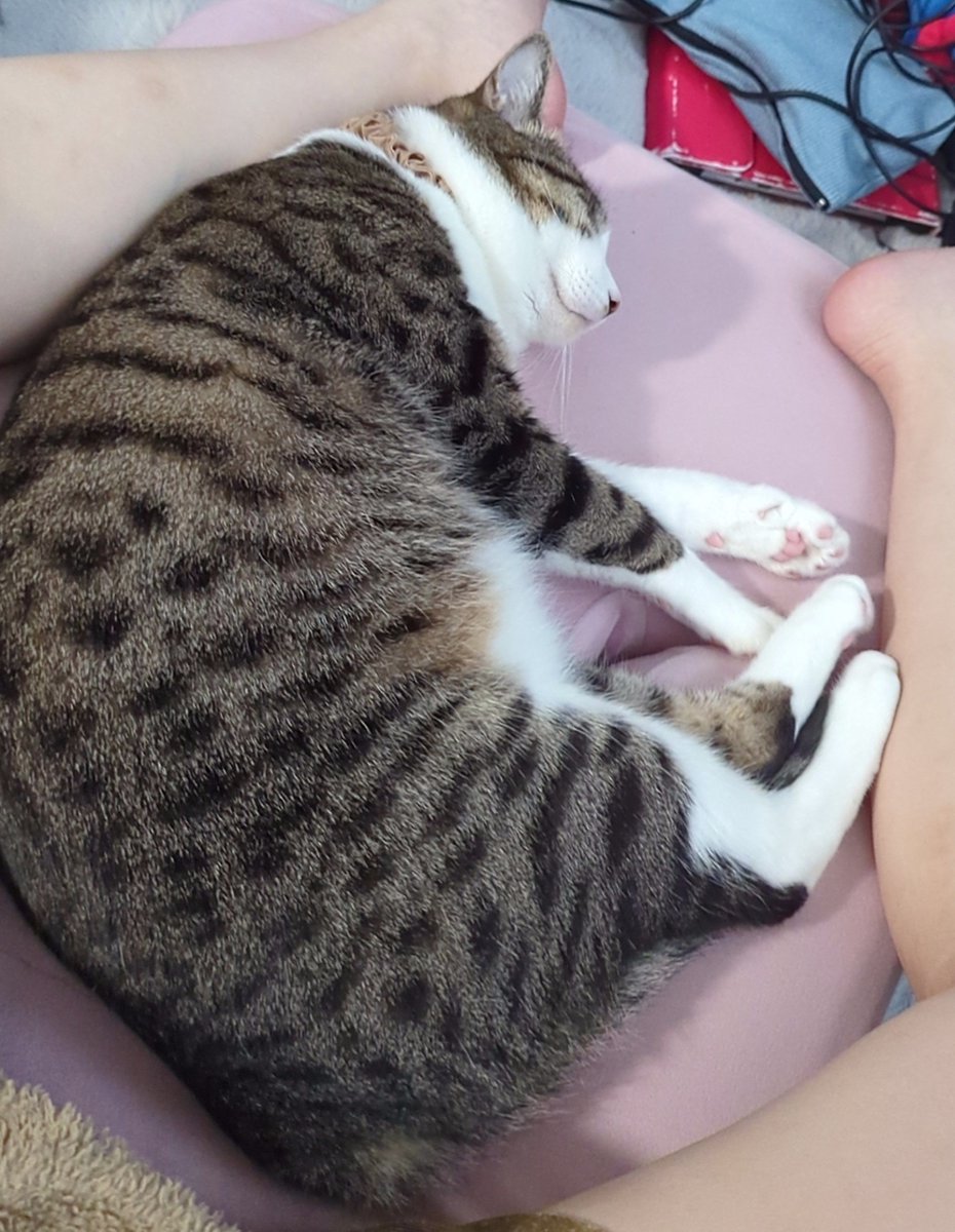 2go_marume's tweet photo. ←いっぱい遊んでくれたパパの匂いがする座椅子から離れない大様  →しばらく帰らないことを察してしぶしぶババアのもとに舞い降りる現在の大様 https://t.co/ffrd6vAIdw