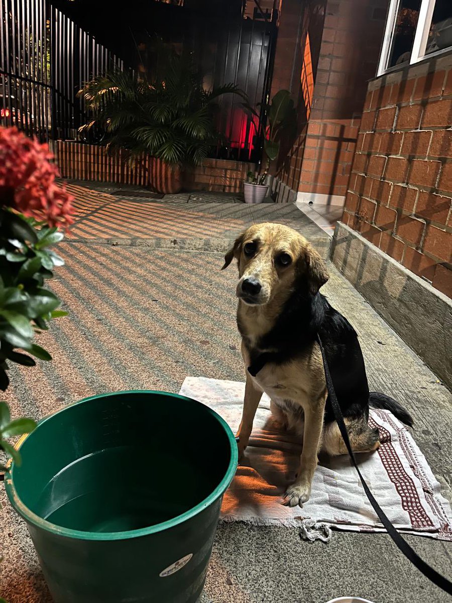 Julian15M's tweet photo. @soycamilochara Camilo, te agradezco con un RT. Alguien encontró este perrito en Valle del Lili. Está en la portería del conjunto Campo Verde 1 https://t.co/sIX4cixXwd