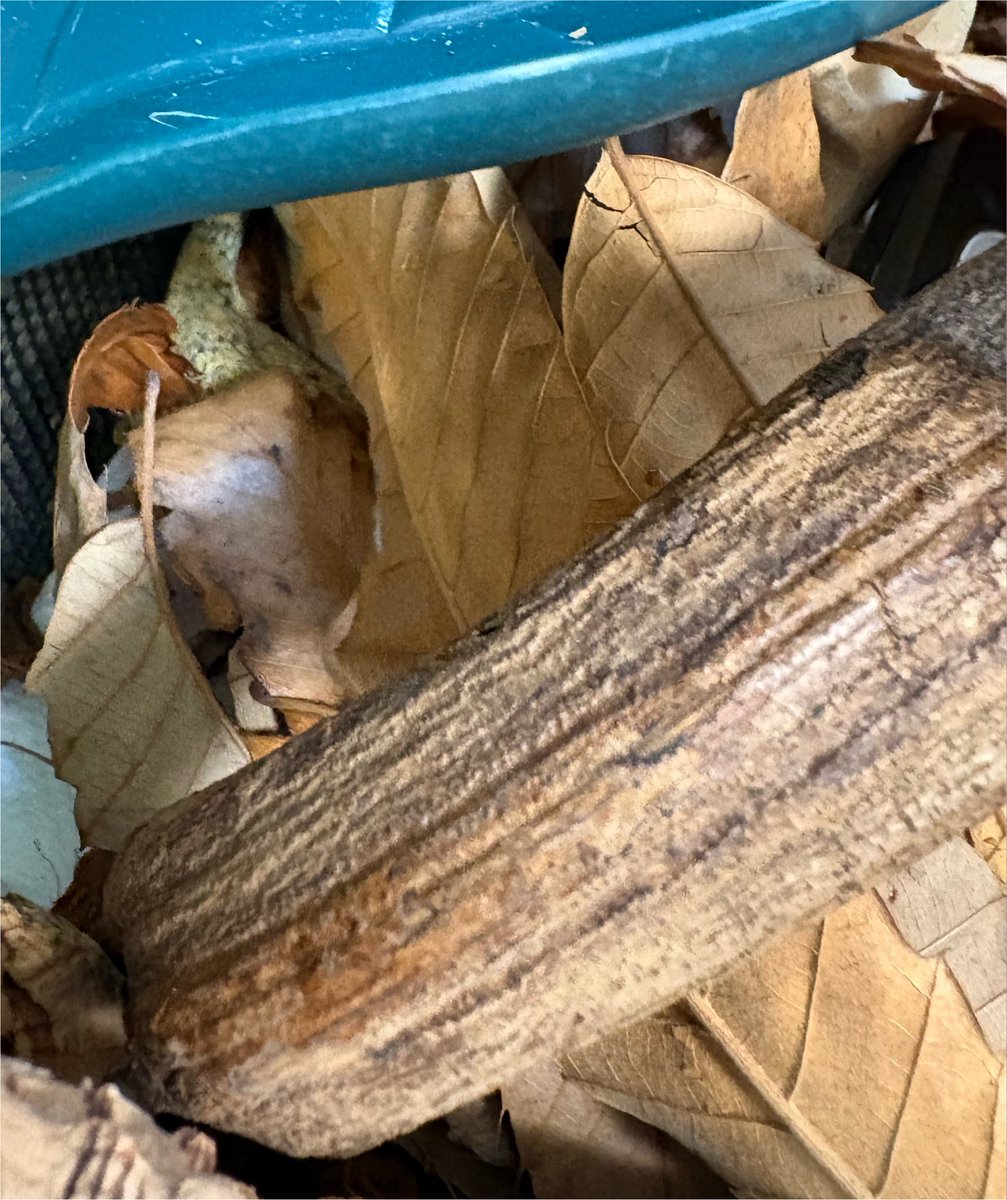 Hyla_123's tweet photo. 昨日は消灯時間後の帰宅になって緊張させたので葉っぱの位置変更を控えた為、また葉っぱまみれになってるちゃんと、今朝はカーラー内で前脚とお尻尾垂らしてるちゃん。

おチビさんは家に来て4ヶ月。名前を決めたいんだけど、性別が分からんのと、可愛い系では無くワイルド系っぽいので悩み中。
#記録 https://t.co/Md34DjUxYp