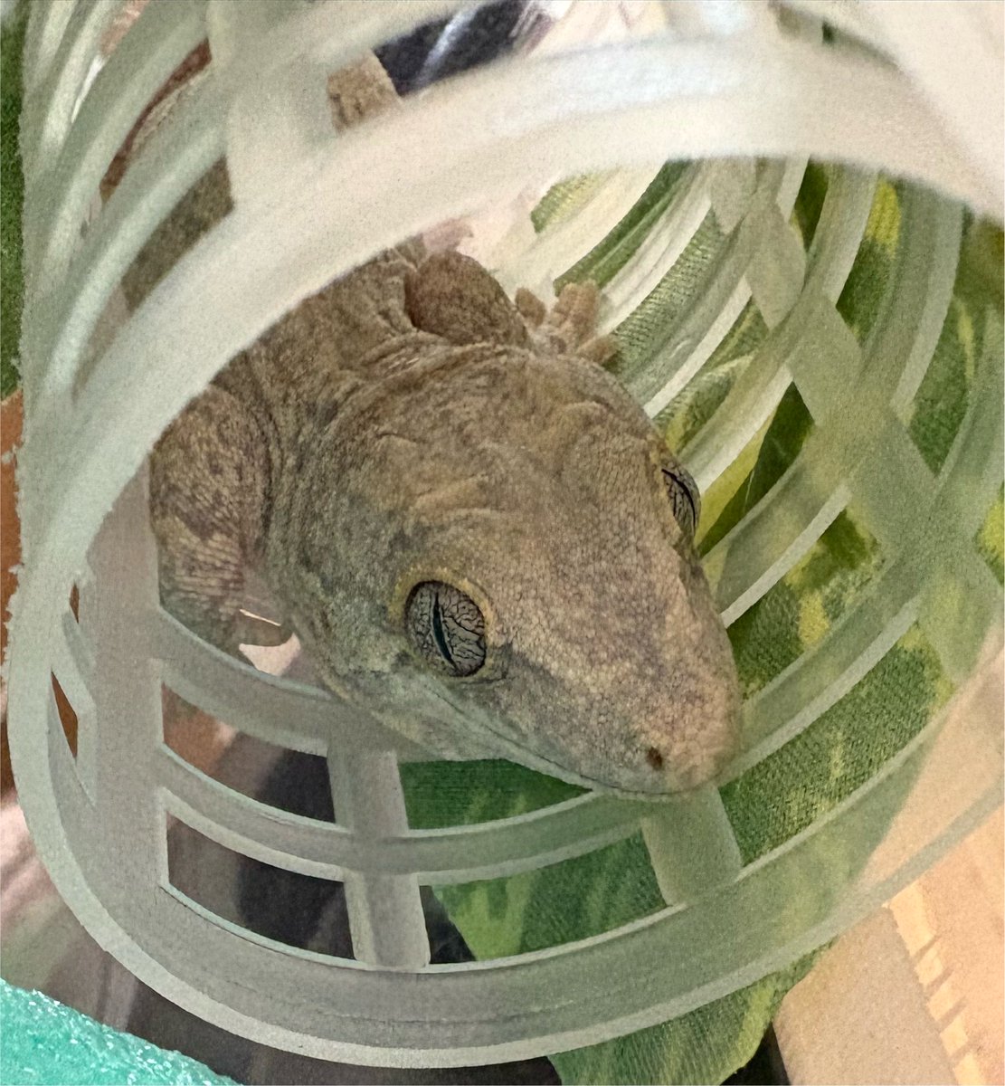 Hyla_123's tweet photo. 昨日は消灯時間後の帰宅になって緊張させたので葉っぱの位置変更を控えた為、また葉っぱまみれになってるちゃんと、今朝はカーラー内で前脚とお尻尾垂らしてるちゃん。

おチビさんは家に来て4ヶ月。名前を決めたいんだけど、性別が分からんのと、可愛い系では無くワイルド系っぽいので悩み中。
#記録 https://t.co/Md34DjUxYp