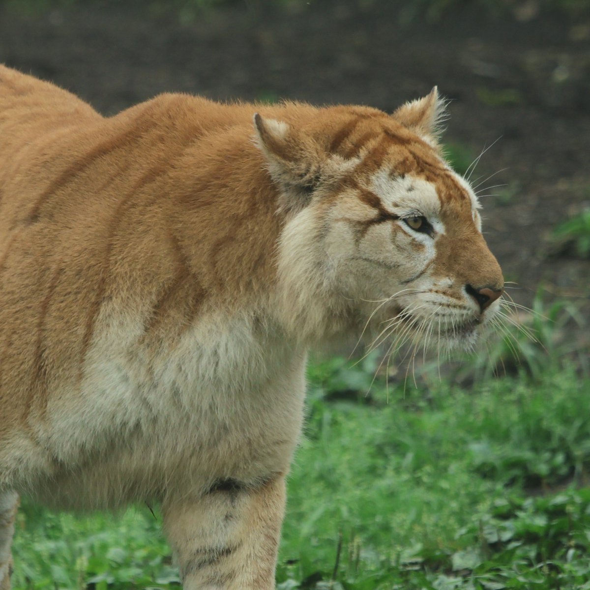 africansafari1's tweet photo. かっこいい顔もできます🐯

#ベンガルトラ 
#アフリカンサファリ https://t.co/lswNSzIzpY