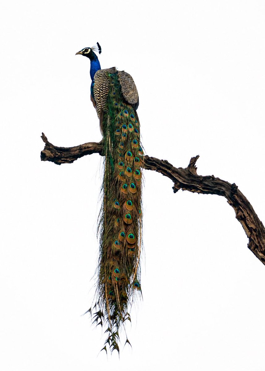 mrdeepaksahu's tweet photo. Left or Right?
The Indian Peafowl 🦚 
Bandhavgarh 

#peafowl #peacock #birds #wildlife #nikonasia 
@NikonIndia @NatGeoIndia @birdsoftheworld @WildlifeMag https://t.co/JSwGjyB3dM
