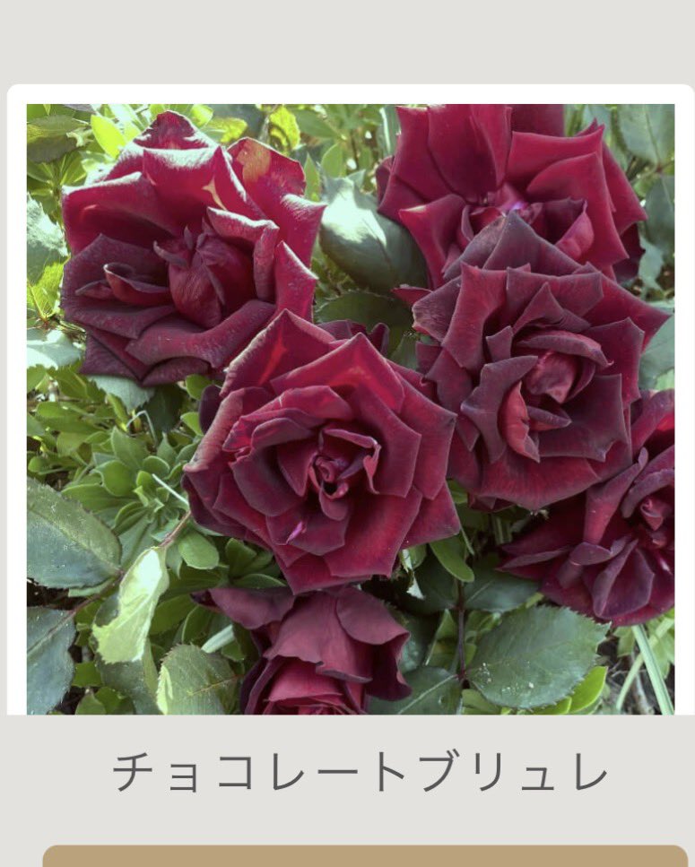 ru_cha_s's tweet photo. @hachi04011031 え〜😍😍😍嬉しい😍😍そうなの私も初めて見た時美味しそー！って思って最近出来たばっかりの新種だかろそんなに美味しそうなのかも笑笑笑 https://t.co/UbhSkvGOSh