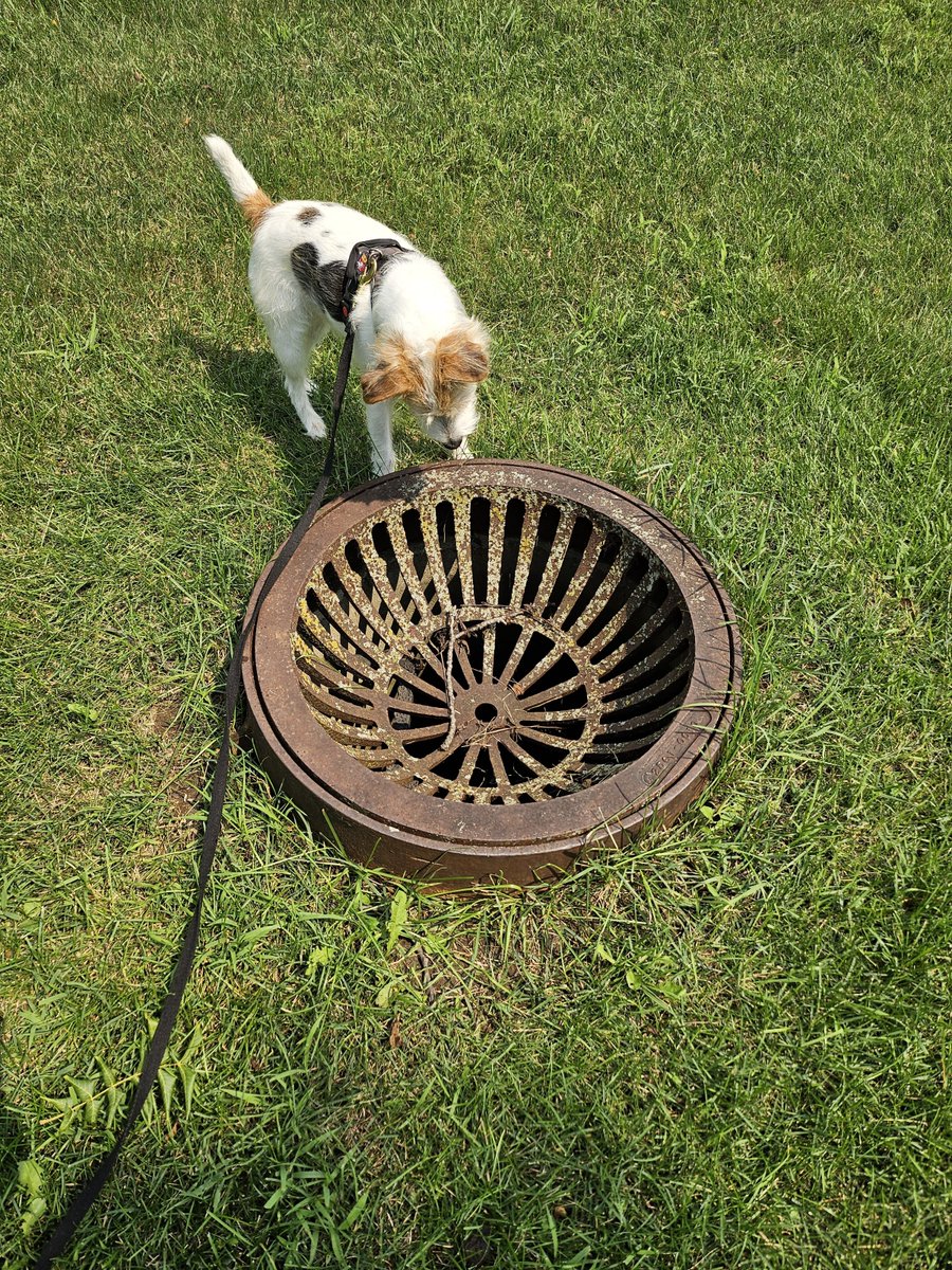 7bergie's tweet photo. Bertie reporting in: I don't know what this is, but I don't like it! I have it under observation to make sure those Zombies aren't using it! Zombs are sneaky and use whatever they can to pounce! Not on my watch! #ZSHQ https://t.co/zTKIGiu7jq