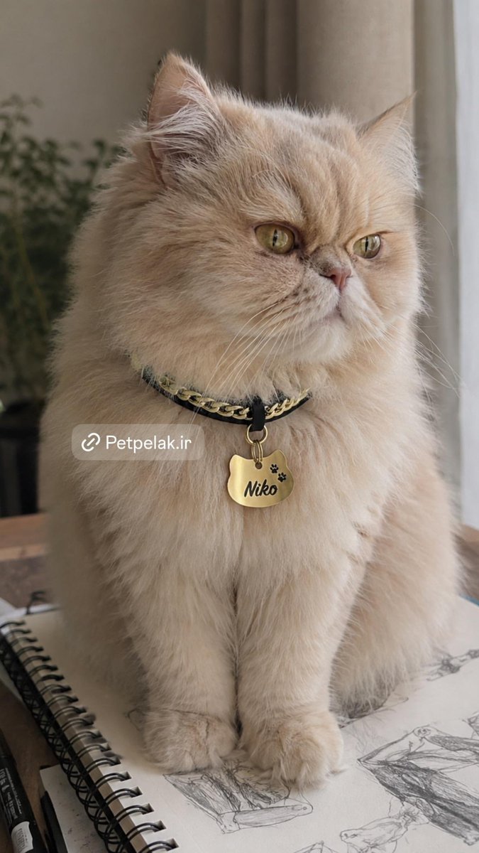 petpelak's tweet photo. هر روز روز گربس و تمام!

برای سفارش و قیمت محصولات به فروشگاه اینترنتی ما مراجعه کنید.👇
https://t.co/fKJypd8zh5

برای دیدن تصاویر بیشتر و مشاوره آنلاین به دایرکت اینستاگراممون پیام بدید:

https://t.co/3yWZVRQ1jf https://t.co/XYPUaS5rRB