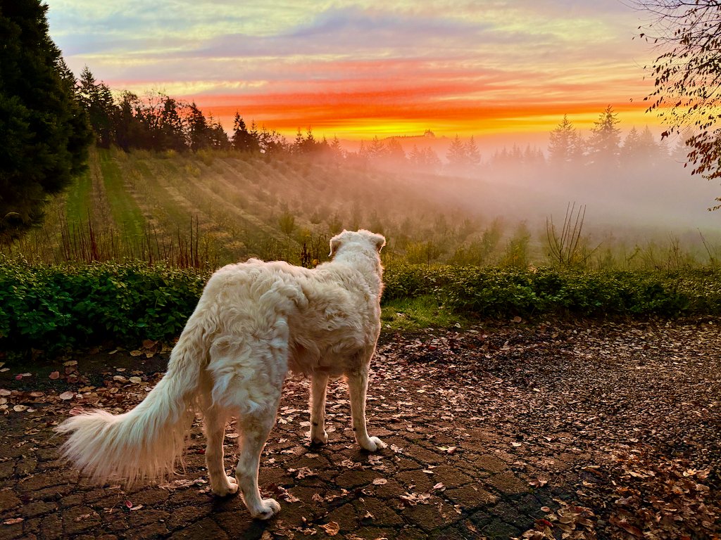 NickKristof's tweet photo. We've lost a beloved family member: Connie had four legs but was one of us. We loved her, and she loved us. She was also Chief Security Officer here at @kristoffarms, reminding the bears and cougars who's boss. RIP, Connie. You live in our hearts. https://t.co/uOBVNfIscr