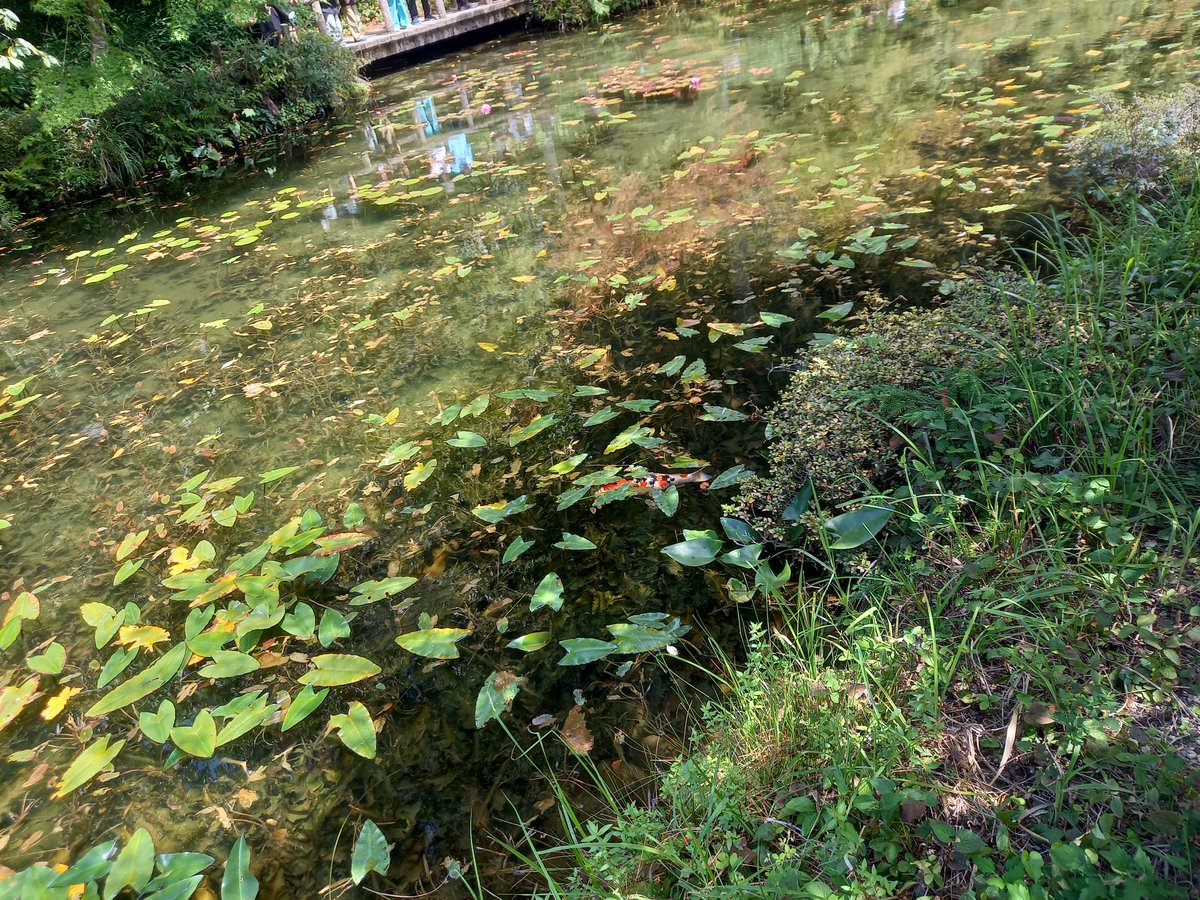 Ukmsss1's tweet photo. モネの鯉 https://t.co/jM34RMpent