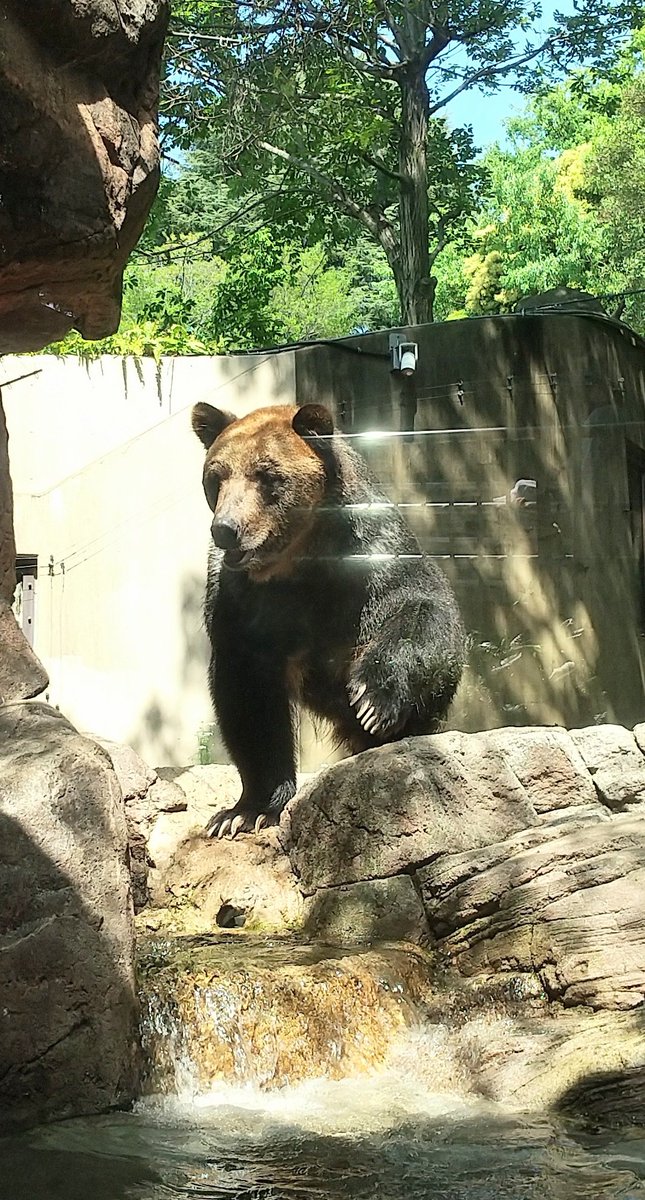 kumachan118's tweet photo. 2025.4.29
#上野動物園 #ポン
#思い出の動物園

1年3ヶ月前

① おやつの合図ににっこりポン🐻🐟️

② お魚くださいな🐻♪

この美しい世界は終わった
寂しさはあるけれど
私は今意外とやすらかだ
だってもう心配しなくていいんだもの https://t.co/9QapH2hFvU