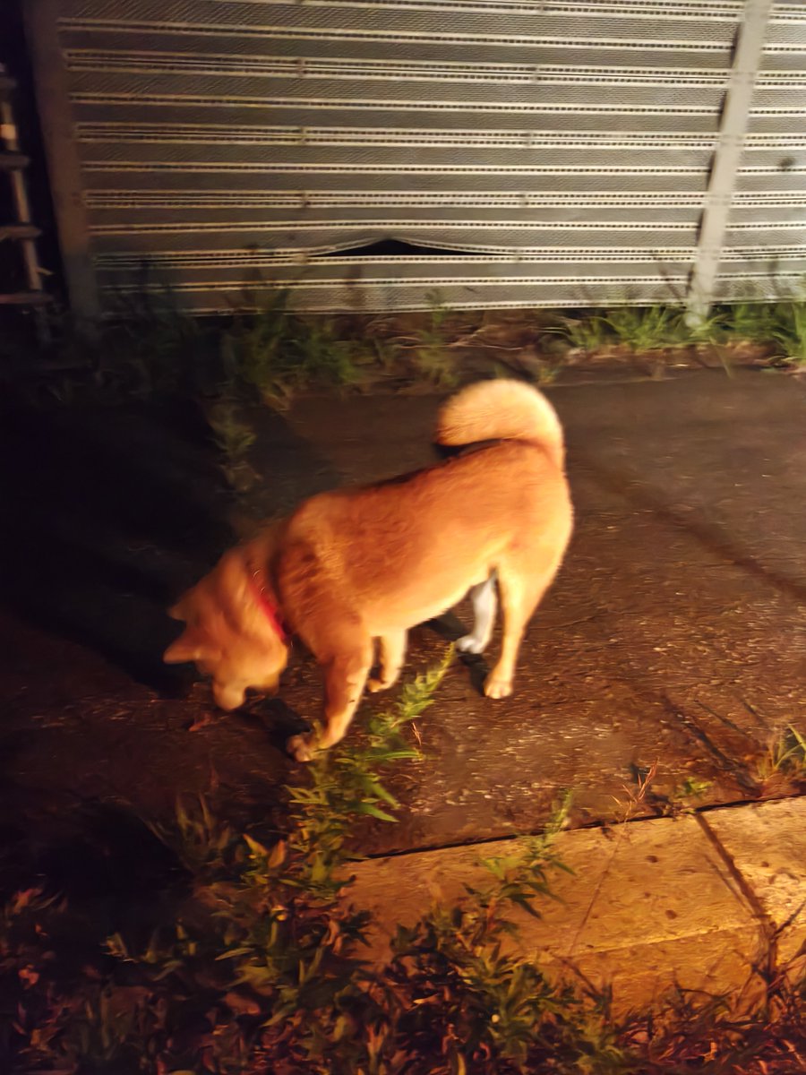 EXODUS_0212's tweet photo. 昨日、七飯青葉ケ丘団地の付近の覆道で、豆柴ちゃん、男の子、赤い首輪つけたワンちゃん保護して、中央警察に届けて預かってもらったけど。無事飼い主さんと会えればいいなぁ〜。 https://t.co/7K6kR5V04t