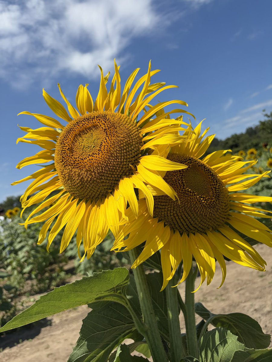 ecchan_momo's tweet photo. ひまわり畑綺麗だった🌻

無料摘み取り体験もやってたし
種も貰った( *´꒳`* )🌼*･

ばばへらも食べたよ🥰💕 https://t.co/dNZYFIULuN