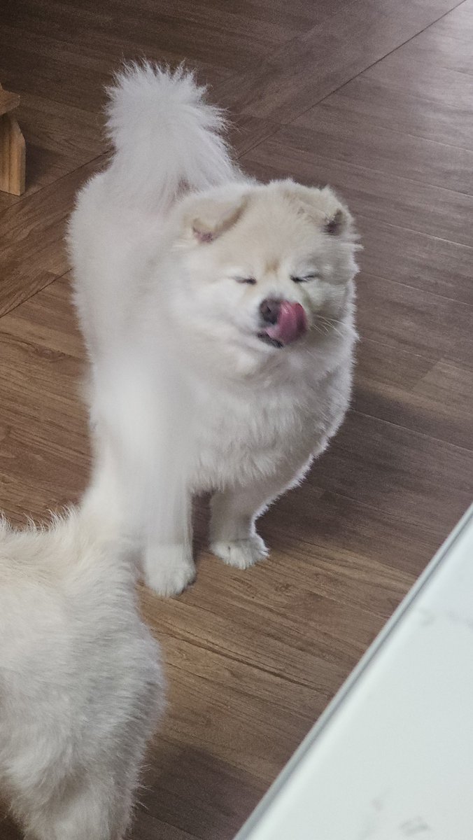 SSALBAB_RICEMI's tweet photo. 나도 간식줘 https://t.co/UwQle1s9Rl