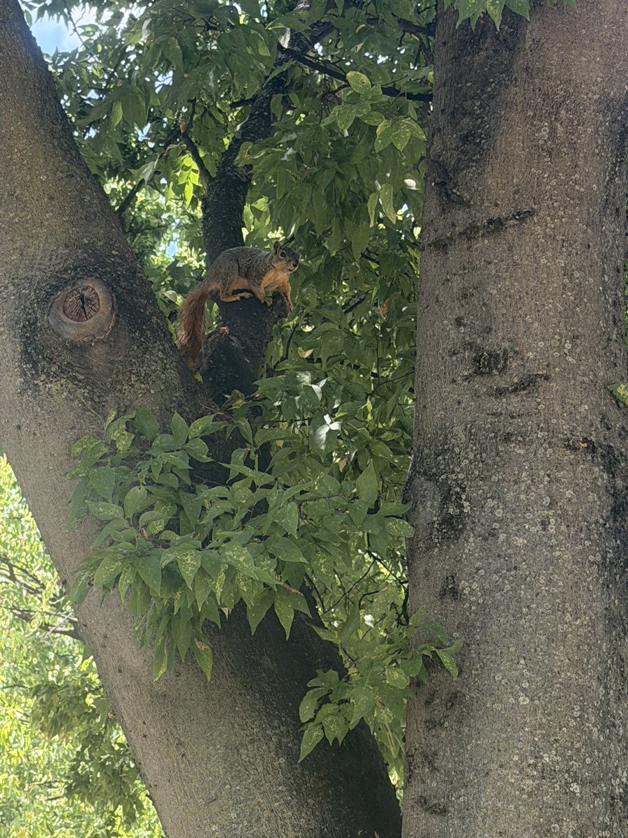 ToavaH's tweet photo. Had C laughing at me over this guy.. swear it was ready to attack me or the pup. #TreeHugger https://t.co/VgMbsrTQ0i