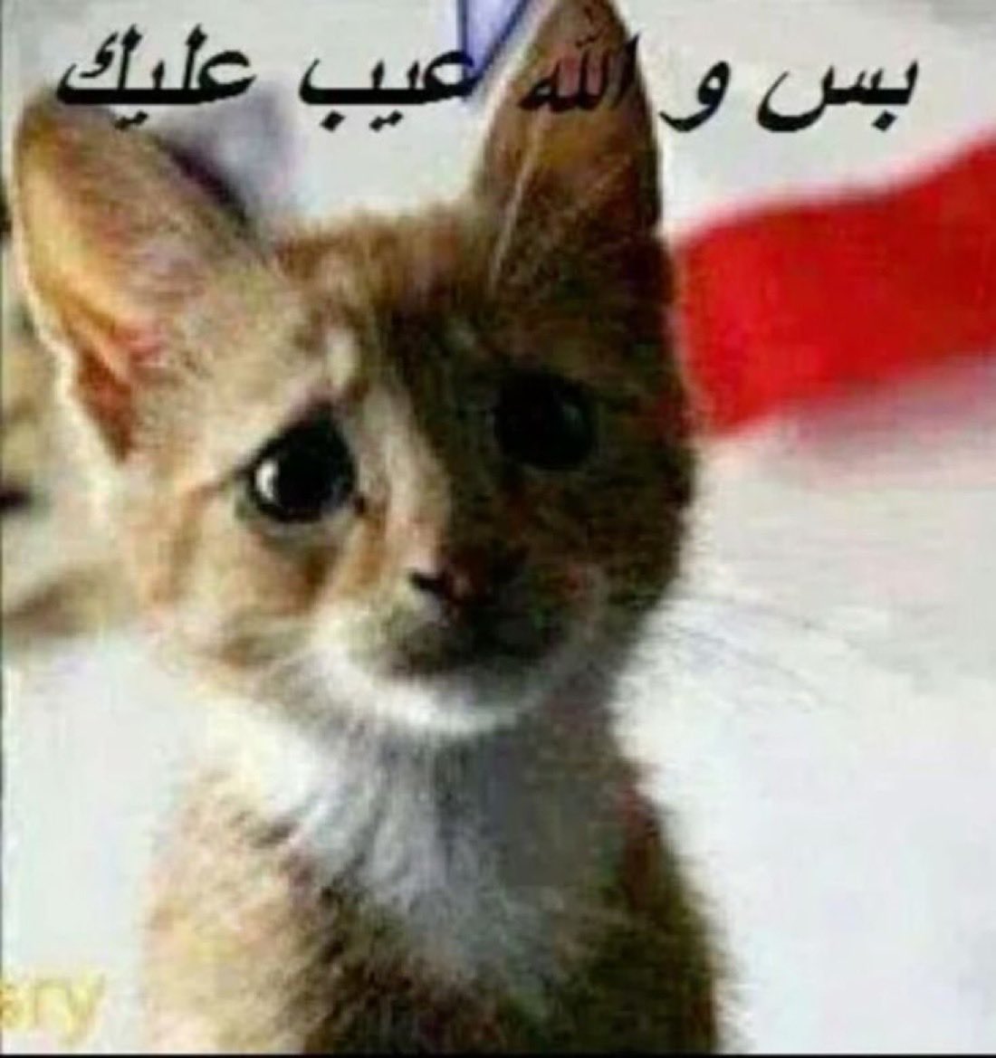 donqdoflamingoo's tweet photo. الصوره النمطيه لأمي https://t.co/h7bNqsQJX4