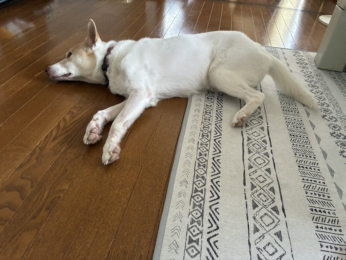 dddog_1225's tweet photo. 昨日公園ダッシュ等をキメてクタクタ🐶 https://t.co/XwDXNGLozq
