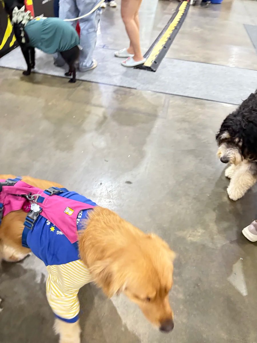 grace_spacesg's tweet photo. I saw a pet exhibition while shopping today. There were so many cute dogs there! https://t.co/H30DezWuOP
